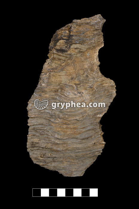 Roche métamorphique plissée - échantillon - gryphea.com